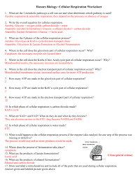 Live worksheets > english > biology > cells. Biology Cellular Respiration Worksheets Cellular Respiration Biology Worksheet Photosynthesis And Cellular Respiration