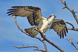 Florida Birds Of Prey Images Osprey Wing Stretch By Hh Photography Of Florida Bird Drawings Bird Cool Drawings