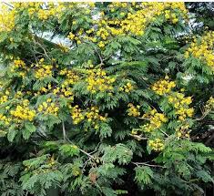 Image result for Peltophorum pterocarpum