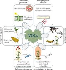 The final controlling authority in most of the issues related to environmental management is the government itself. Frontiers Exploiting Plant Volatile Organic Compounds Vocs In Agriculture To Improve Sustainable Defense Strategies And Productivity Of Crops Plant Science