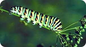 Black And White Striped Caterpillar With Yellow Sides Symbolic Caterpillar Meaning Plant Insects Caterpillar Plants