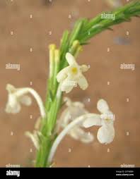 Image result for Chascanum hederaceum