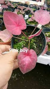 Confused unga bunga is a reaction image macro meme featuring a screenshot from the film ao: Jual Caladium Pink Boy Di Lapak Bu Tari Yogya Bukalapak