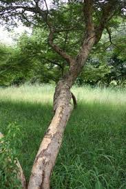 Image result for Acacia polyacantha