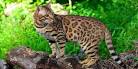 Wild Cats List With Pictures & Facts: All Types Of Wild Cats