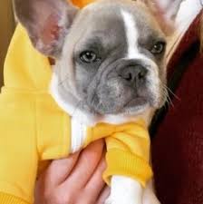 Maybe you would like to learn more about one of these? Best French Bulldog Breeders In Ohio 2021 We Love Doodles