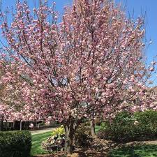 Maybe you would like to learn more about one of these? Kwanzan Cherry Tree Premium Cherry Trees For Sale Plantingtree