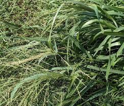 Image result for Panicum chionachne