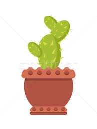 Acclimate them to the outdoors slowly and only when they're ready. Cactus In Clay Pot Indoor Plant With Sharp Spikes Vector Illustration C Robuart 9299425 Stockfresh