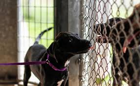 Nu transportaţi persoane necunoscute în apropierea frontierei de stat! Cele Mai PuÈ›in Adoptate Animale De Companie TÄƒramul Animalelor