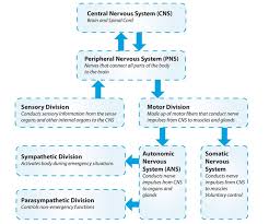 The nervous system consists of the central and the peripheral nervous system. Printable Chart Of Nervous System Divisions Of The Human Nervous System Are The Central Nervous Nervous System Anatomy Central Nervous System Nervous System