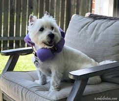 Cone of shame alternative post neuter. Barking From The Bayou