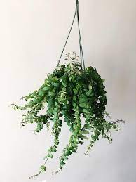 Therasta lipstick plant produces leaves which are slightly twisted and blooms with very beautiful scarlet flowers in summer and autumn. Curly Lipstick Plant Aeschynamthus Rasta Live House Plant Planten Huisplanten Hangplant