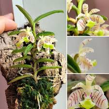 Image result for Tridactyle filifolia