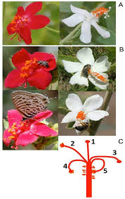 Image result for Hibiscus aponeurus