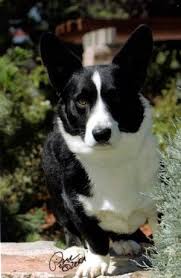 Black And Tan Corgi Mix Pin On Dogs And Puppies