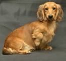 Long Haired Dachshund Rescue - Longhaired Dachshund Adoption