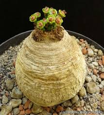 Image result for Euphorbia dedzana