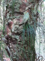 Image result for Vittaria