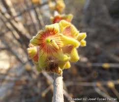 Image result for Sterculia rogersii