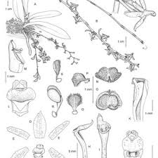 Image result for Kylicanthe rohrii