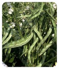 Image result for Dolichos