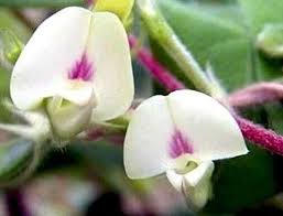 Image result for Macrotyloma