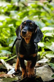 Black And Tan Reverse Dapple Dachshund Cute Dachshunds Puppy Looking Away With Nature Background Dachshund In 2020 Dachshund Puppy Miniature Dachshund Dachshund Puppy