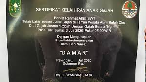 It was so serene, magical, and hace un año. Gubernur Riau Berikan Akta Lahir Untuk Bayi Gajah Bernama Damar