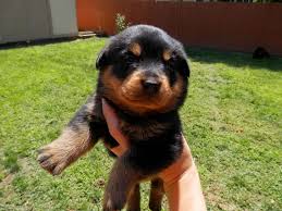Buy and sell almost anything on gumtree classifieds. Colorado Rottweiler Puppies For Sale Through A Friend Of Mine Click For The Link Super Cute Pups Rottweiler Puppies For Sale Rottweiler Puppies Puppies