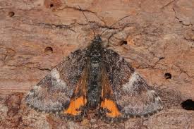 Image result for Entephria byssata