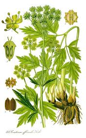 Apio De Monte O Levistico Hierba Maggi Lovage Liebstockel Maggikraut Botanical Drawings Meadows Farms Botanical Illustration