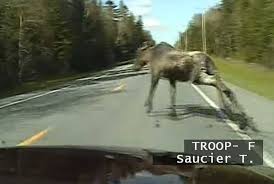 Complete player biography and stats. Traffic Accidents Involving Moose Are 13 Times More Likely To Result In Human Death