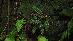 Image result for Lomariopsis warneckei