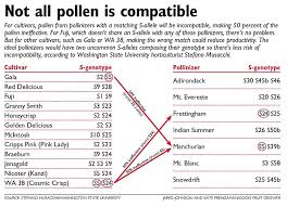 pollinizer research reveals patterns good fruit grower