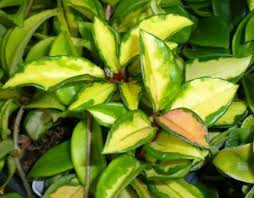 This adds white and pink lines to the classic hoya plant as well as stems of bright pink. Krimson Princess Hoya Golden Tricolor Hoya Porcelain Flower Wax Flower Indoor Plants Almost Eden