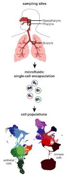 The Dangerous Dual Role Of The Immune System In Covid 19