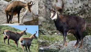 Females weigh no less than 55kg. Chamois Goat Breed Everything You Need To Know