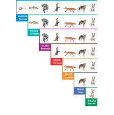 Family Genus Species Chart Google Search Anchor Charts