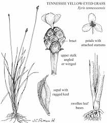 Image result for Xyris peteri