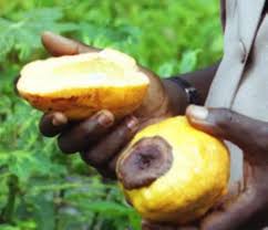 Image result for Landolphia robustior