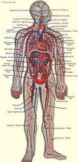 Does not form part of the actual practical class based upon the virtual slides. Pin On Nursing