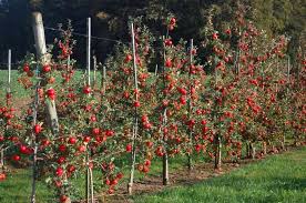 Realiser Un Palissage Pour Des Fruitiers Ma Passion Du Verger Fruitier Jardin Foret Porte Greffe