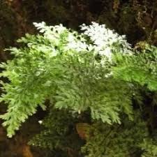 Image result for Vandenboschia gigantea
