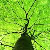 See more ideas about landscaping trees, landscape trees, trees to plant. Https Encrypted Tbn0 Gstatic Com Images Q Tbn And9gcqyk80skejiesnwbbiqdiqrx1tolvbyjldndiovjsvaan10b8uk Usqp Cau