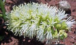 Image result for Elephantorrhiza elephantina