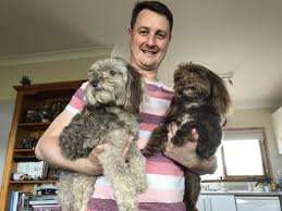 206 seuraajaa, 469 seurattavaa, 40 julkaisua. 30 Amazing Facts About The Maltese Poodle Mix Maltipoo