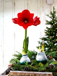 Have you ever wondered whether those pretty glass self watering globes really work? Retro Kimmer S Blog No Water Amaryllis The New Holiday Flowering Plant