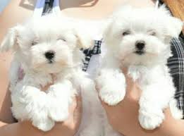 Infinity pups did an exceptional job at providing information about the puppies, the adoption process when you adopt a puppy through infinity pups, you can be confident that you are getting the best puppy. Bichon Frise Puppies For Sale Dubai Uae Free Classifieds Muamat