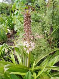 Image result for Drimia calcarata